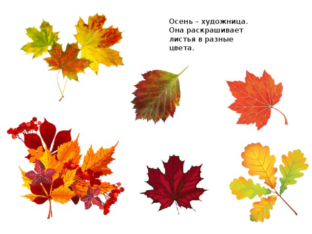 Осень – художница. Она раскрашивает листья в разные цвета. 