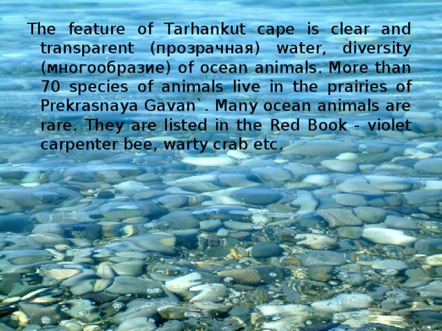The feature of Tarhankut cape is clear and transparent (прозрачная) water, diversity (многообразие) of ocean animals. More than 70 species of animals live in the prairies of Prekrasnaya Gavan`. Many ocean animals are rare. They are listed in the Red Book - violet carpenter bee, warty crab etc. 
