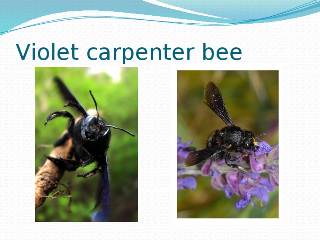 Violet carpenter bee 