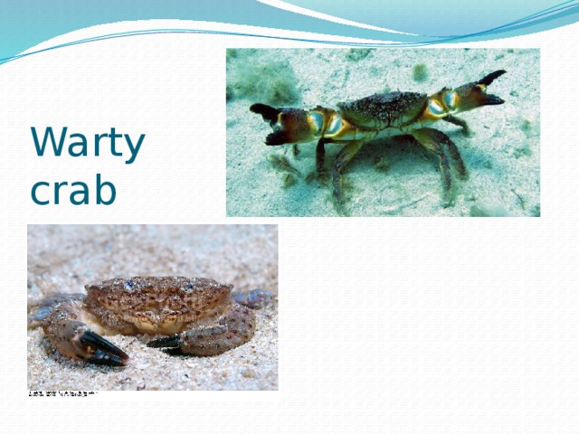 Warty crab 