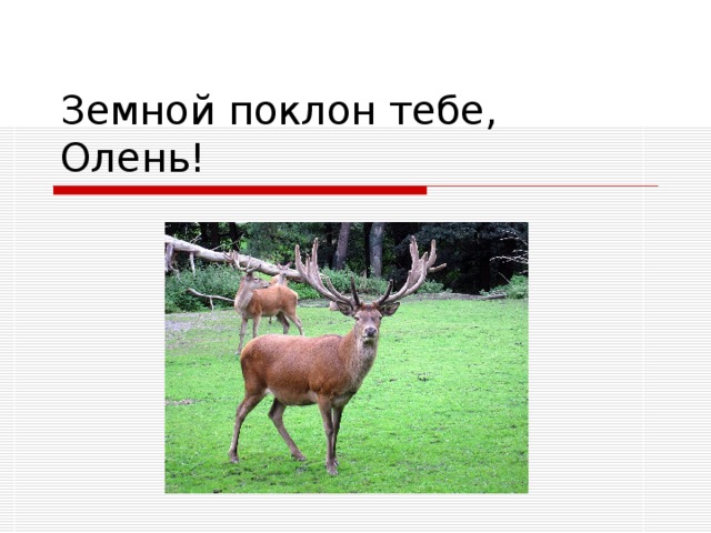 Олень какой описание. Животный мир Мордовии. Где обитают олени. Где обитают олени в России. Описание оленя.