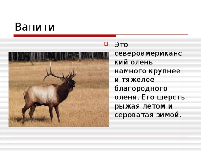 В какой природной зоне обитает вапити. Вапити. Вапити ареал обитания. Поклон оленя. Информация о олене вапити.