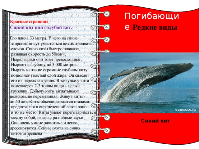 Киты занесены в красную книгу. Красная книга России синий кит.