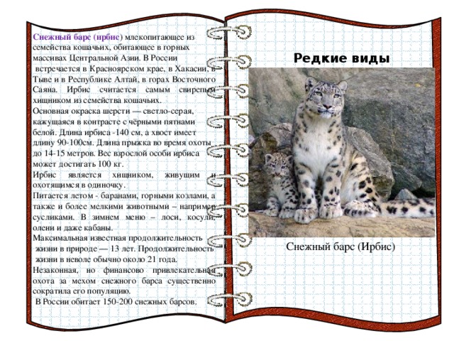 План о редком животном. Животные из красной книги снежный Барс. Снежный Барс красная книга 2 класс. Снежный Барс Ирбис красная книга краткое описание. Снежный Барс красная книга Красноярского края.