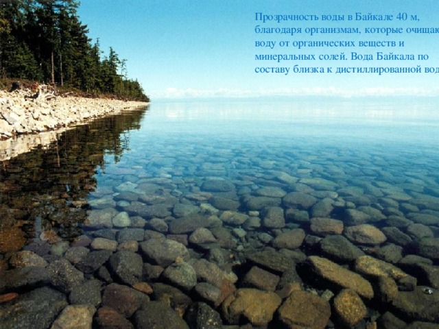Прозрачность воды в Байкале 40 м, благодаря организмам, которые очищают воду от органических веществ и минеральных солей. Вода Байкала по составу близка к дистиллированной воде. 