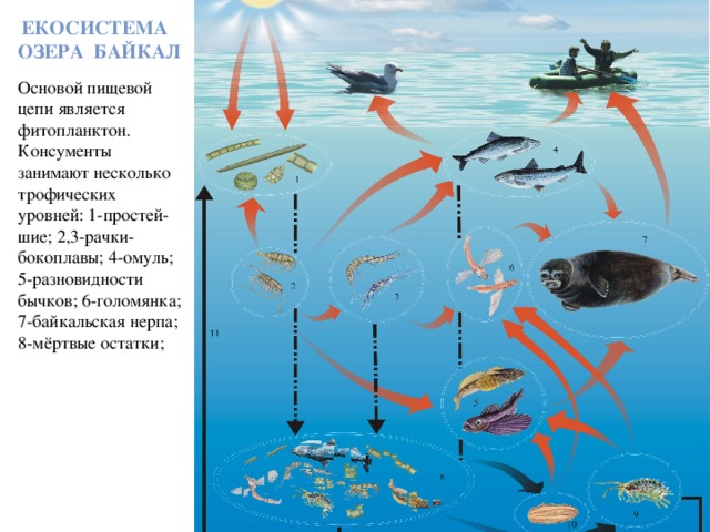 Екосистема озера Байкал Основой пищевой цепи является фитопланктон. Консументы занимают несколько трофических уровней: 1-простей-шие; 2,3-рачки-бокоплавы; 4-омуль; 5-разновидности бычков; 6-голомянка; 7-байкальская нерпа; 8-мёртвые остатки; 