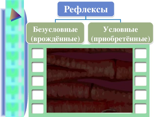 Рефлексы Безусловные (врождённые) Условные (приобретённые)