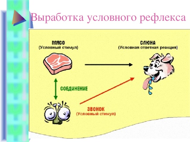 Выработка условного рефлекса