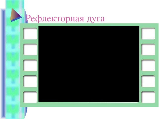 Рефлекторная дуга