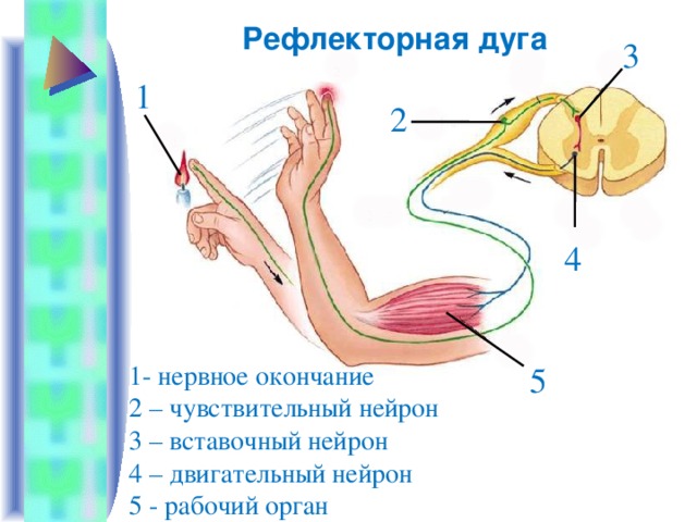 Рефлекторная дуга 3 1 2 4 5 1- нервное окончание 2 – чувствительный нейрон 3 – вставочный нейрон 4 – двигательный нейрон 5 - рабочий орган