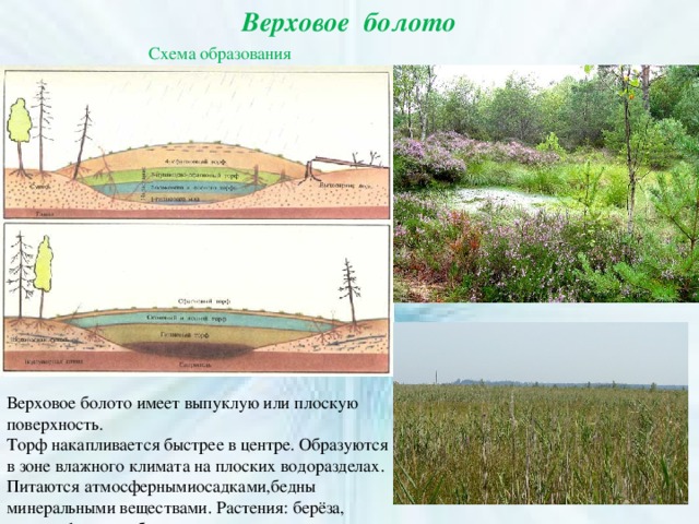 Формирование болот. Образование верхового болота схема. Болота верховые и низинные схема. Схема образования низинного болота. Торфяные болота схема.