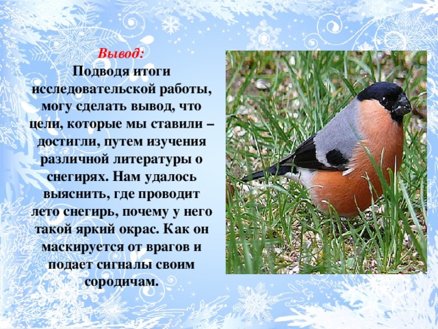 Почему снегирь называется снегирем. Снегирь вывод. Почему снегиря так назвали. Почему снегиря назвали снегирем. Снегирь описание для детей.