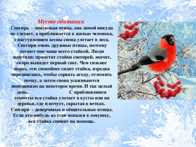 Сколько живет зима. Рассказ о зимующей птице Снегирь. Снегирь описание для детей 1 класса. Снегирь птица описание для детей. Доклад про снегиря.