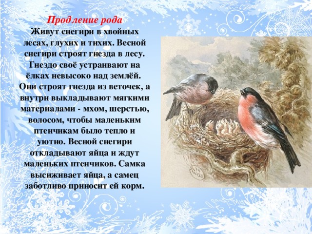 Летом в лесах средней полосы снегирей не увидишь гнездятся они в лесах северных схема