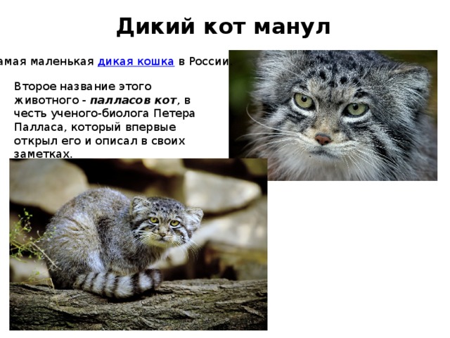 Дикий кот манул Cамая маленькая дикая кошка в России. Второе название этого животного - палласов кот , в честь ученого-биолога Петера Палласа, который впервые открыл его и описал в своих заметках. 