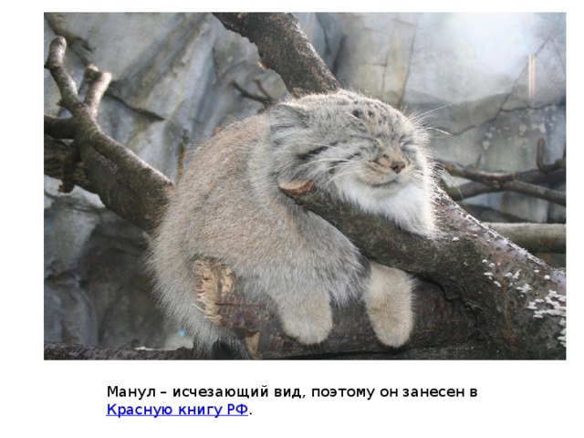 Манул – исчезающий вид, поэтому он занесен в Красную книгу РФ . 