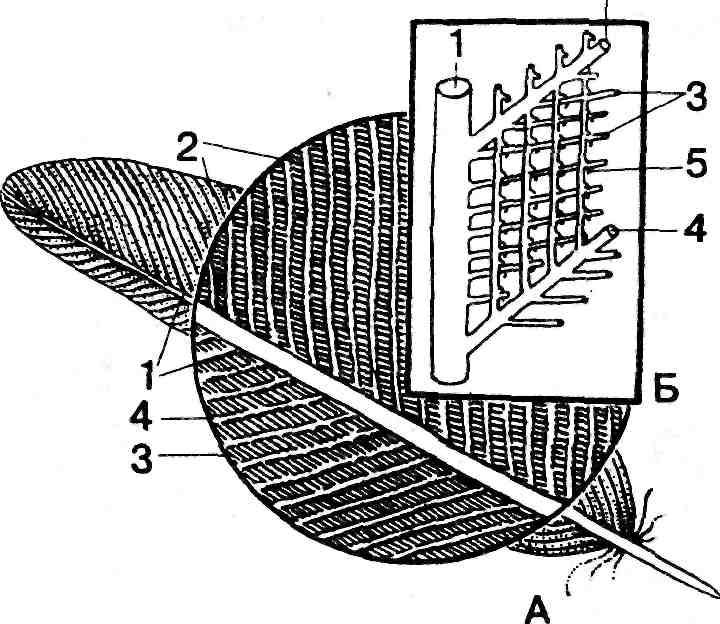 Схема строения пера птицы