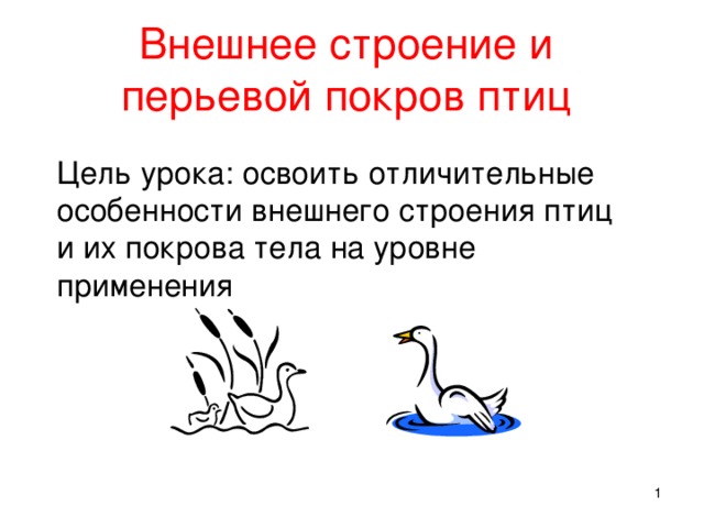 Класс птицы строение покровов тела. Внешнее строение птиц. Покровы тела птиц. Особенности внешнего строения птиц. Наружный Покров птиц