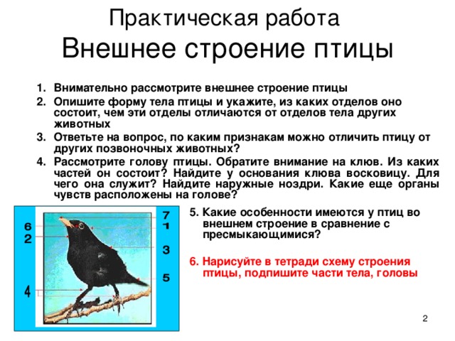 Опишите особенности внешнего строения птиц