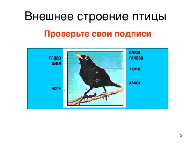 Практическая работа строение птиц. Внешнее строение птиц. Схема внешнего строения птицы. Внешнее строение птиц таблица. Строение птицы для детей.