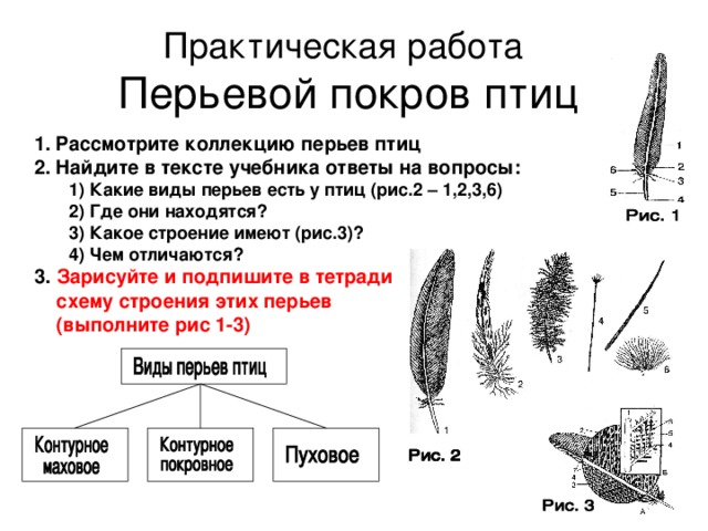 Покров птиц