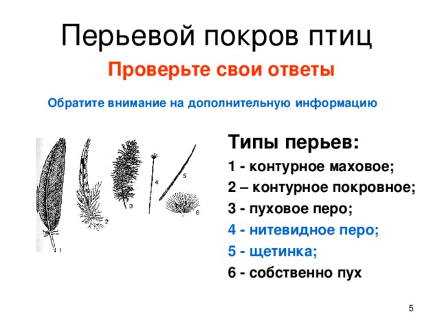 Когда у кайрят вырастают маховые и рулевые перья схема предложения