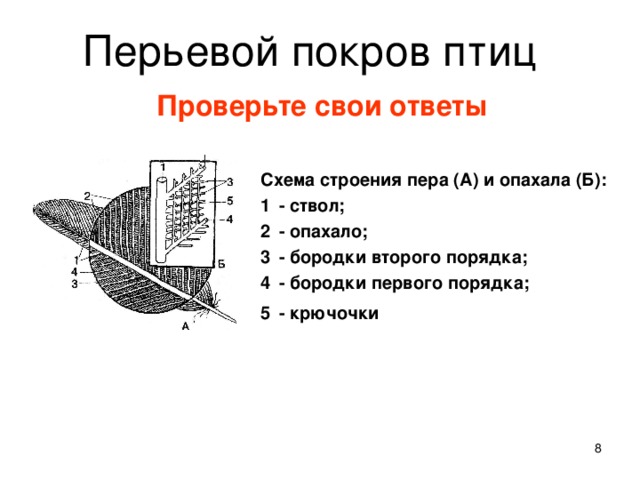 Перьевой покров птиц