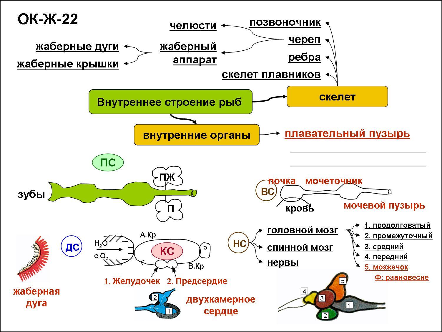 Ментальная карта по теме млекопитающие