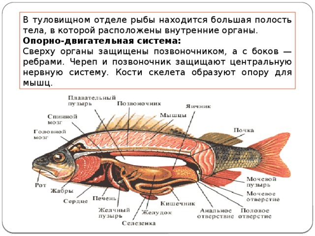 В туловищном отделе рыбы находится большая полость тела, в которой расположены внутренние органы. Опорно-двигательная система: Сверху органы защищены позвоночником, а с боков — ребрами. Череп и позвоночник защищают центральную нервную систему. Кости скелета образуют опору для мышц. 