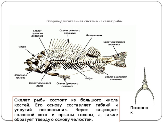   Опорно-двигательная система - скелет рыбы Скелет рыбы состоит из большого числа костей. Его основу составляет гибкий и упругий позвоночник. Череп защищает головной мозг и органы головы, а также образует твердую основу челюстей. Позвонок 