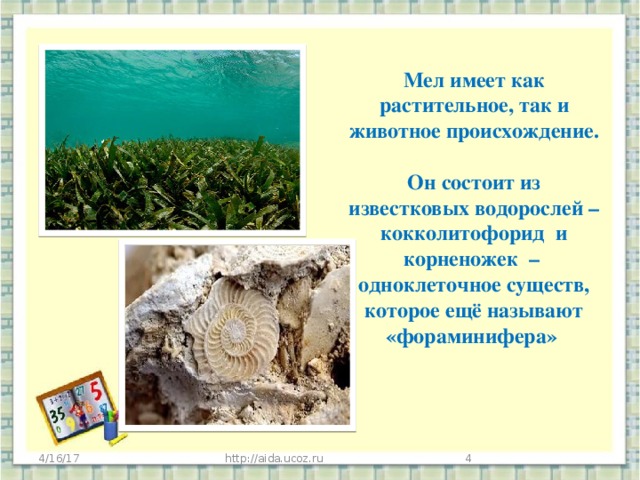 Мел имеет как растительное, так и животное происхождение.  Он состоит из известковых водорослей – кокколитофорид и корненожек – одноклеточное существ, которое ещё называют «фораминифера»   4/16/17 http://aida.ucoz.ru
