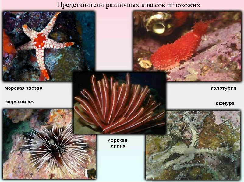 Презентация на тему иглокожие 7 класс биология