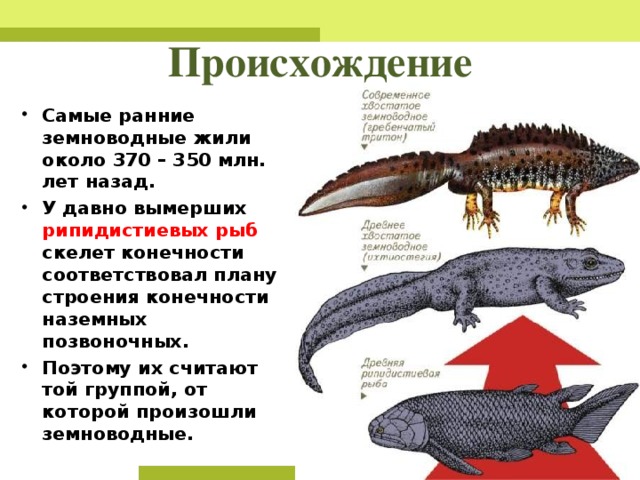 Земноводные живут в средах. Предки земноводных обитали в. Происхождение наземных позвоночных. Скелет рыб и земноводных сравнение. Вымершие амфибии и рептилии скелеты.