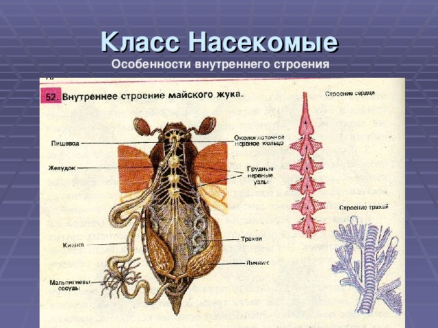 Класс Насекомые Особенности внутреннего строения  