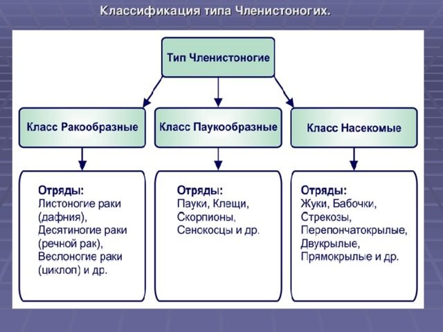 Схема тип членистоногие