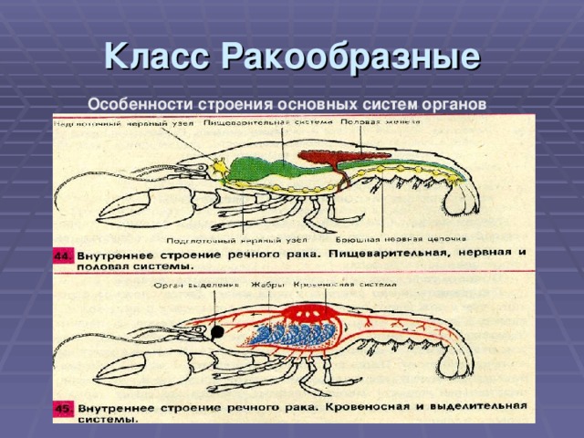 Класс Ракообразные Особенности строения основных систем органов  