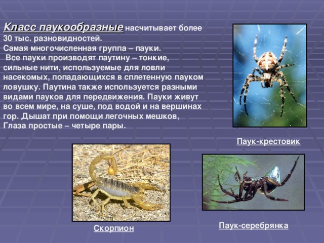 Таблица ракообразные паукообразные насекомые