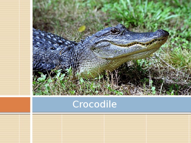 Crocodile 