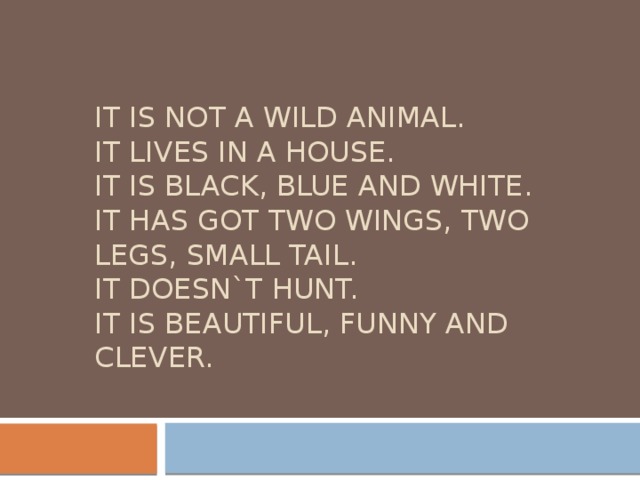 It is not a wild animal.  It lives in a house.  It is black, blue and white.  It has got two wings, two legs, small tail.  It doesn`t hunt.  It is beautiful, funny and clever.   