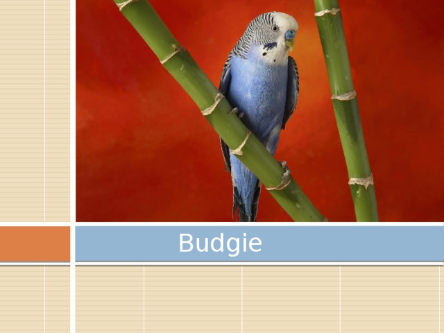 Budgie 