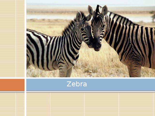 Zebra 