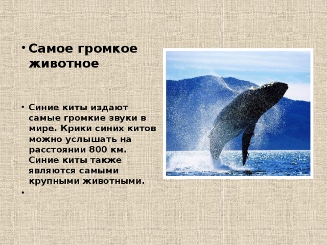 Самое громкое животное     Синие киты издают самые громкие звуки в мире. Крики синих китов можно услышать на расстоянии 800 км. Синие киты также являются самыми крупными животными.   