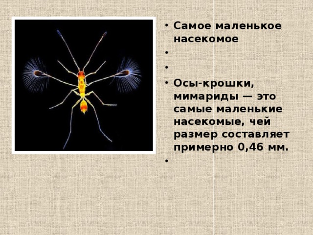 Самое маленькое насекомое     Осы-крошки, мимариды — это самые маленькие насекомые, чей размер составляет примерно 0,46 мм.   