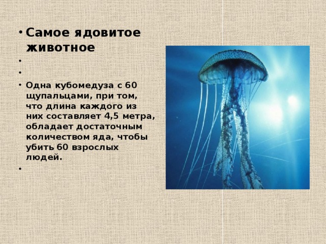 Самое ядовитое животное     Одна кубомедуза с 60 щупальцами, при том, что длина каждого из них составляет 4,5 метра, обладает достаточным количеством яда, чтобы убить 60 взрослых людей.   