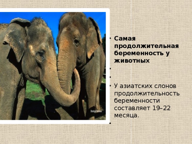 Самая продолжительная беременность у животных     У азиатских слонов продолжительность беременности составляет 19–22 месяца.   