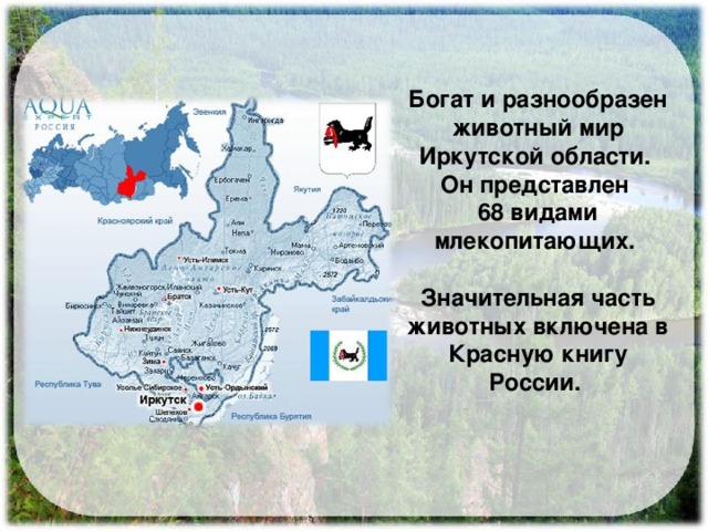 Охраняемые животные иркутской области презентация