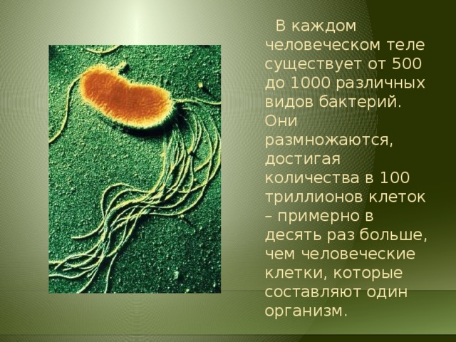 Длина 1 из бактерий. Сообщение о 1 бактерии. Организмы бывают. Сколько клеток в человеческом организме. Количество видов бактерий на земле.