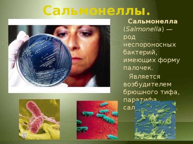 Сальмонеллез и брюшной тиф. Salmonella typhi микробиология. Сальмонелла (Salmonella). Возбудители брюшного тифа и паратифов. Сальмонеллез бактерия возбудитель.