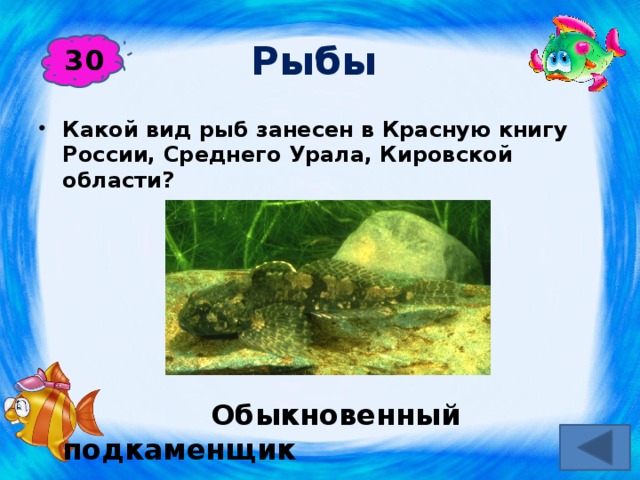 Рыбы  30 Какой вид рыб занесен в Красную книгу России, Среднего Урала, Кировской области?  Обыкновенный подкаменщик 
