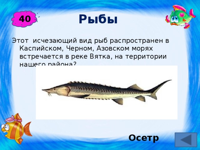 Рыбы  40 Этот исчезающий вид рыб распространен в Каспийском, Черном, Азовском морях встречается в реке Вятка, на территории нашего района?   Осетр 
